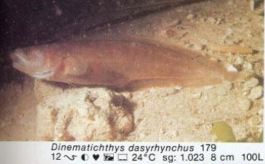Dinematichthys dasyrhynchus
